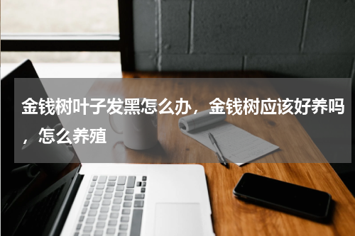 金钱树叶子发黑怎么办，金钱树应该好养吗，怎么养殖