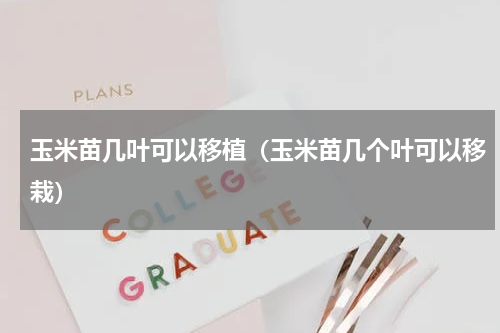 玉米苗几叶可以移植（玉米苗几个叶可以移栽）