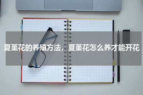夏堇花的养殖方法，夏堇花怎么养才能开花