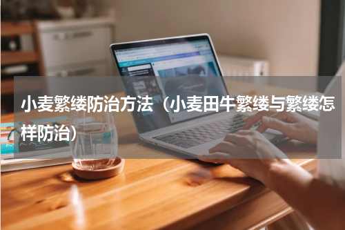 小麦繁缕防治方法（小麦田牛繁缕与繁缕怎样防治）
