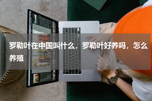 罗勒叶在中国叫什么，罗勒叶好养吗，怎么养殖
