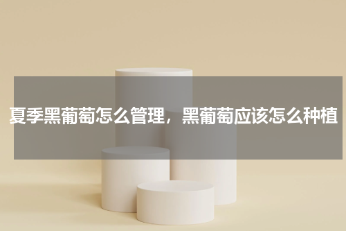 夏季黑葡萄怎么管理，黑葡萄应该怎么种植