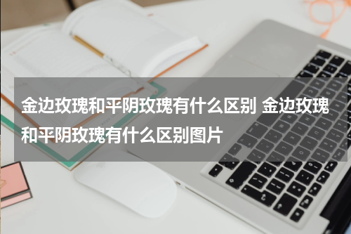 金边玫瑰和平阴玫瑰有什么区别 金边玫瑰和平阴玫瑰有什么区别图片