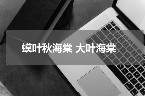 蟆叶秋海棠 大叶海棠