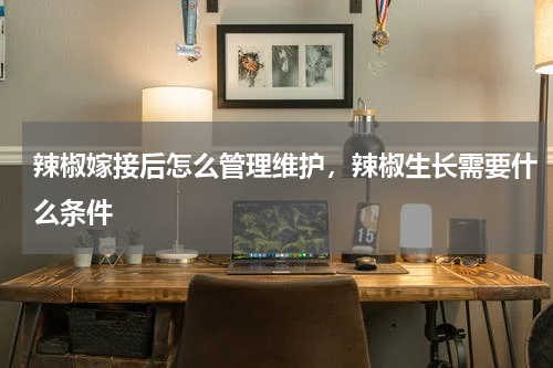 辣椒嫁接后怎么管理维护，辣椒生长需要什么条件