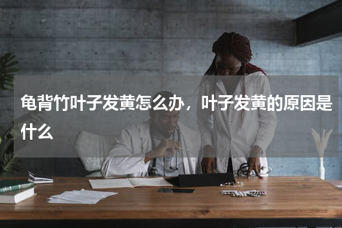 龟背竹叶子发黄怎么办，叶子发黄的原因是什么