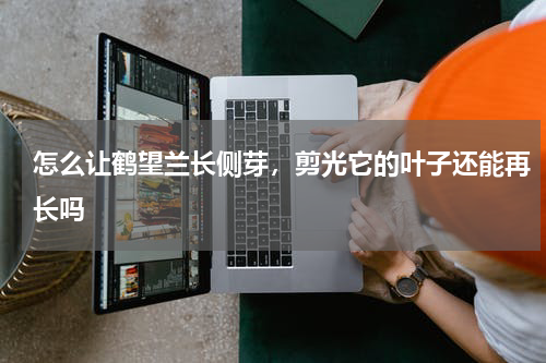 怎么让鹤望兰长侧芽，剪光它的叶子还能再长吗
