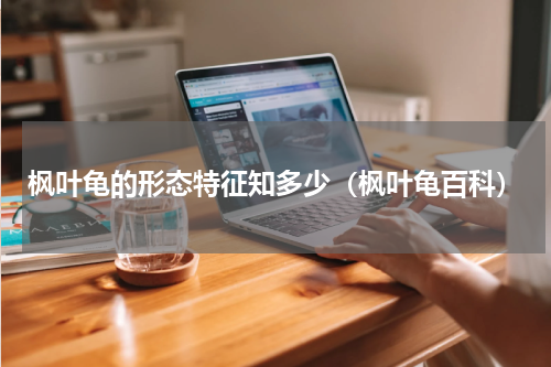 枫叶龟的形态特征知多少（枫叶龟百科）