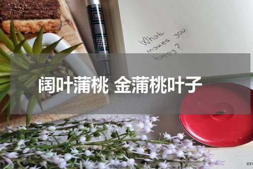 阔叶蒲桃 金蒲桃叶子