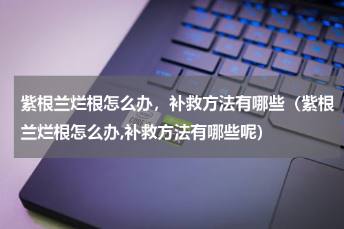 紫根兰烂根怎么办，补救方法有哪些（紫根兰烂根怎么办,补救方法有哪些呢）