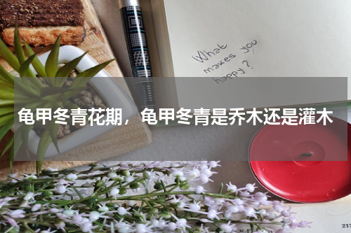 龟甲冬青花期，龟甲冬青是乔木还是灌木