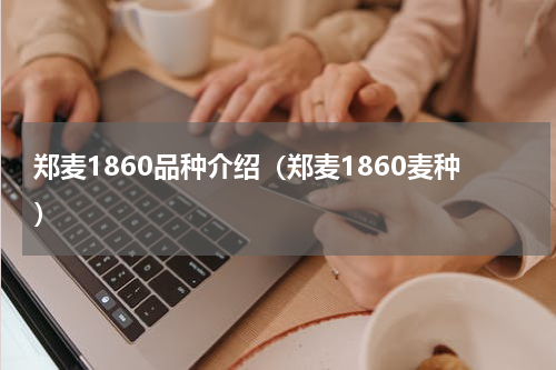 郑麦1860品种介绍（郑麦1860麦种）