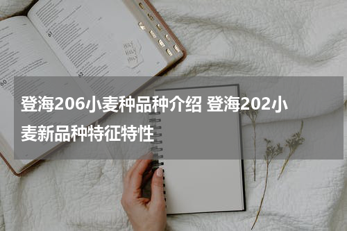 登海206小麦种品种介绍 登海202小麦新品种特征特性