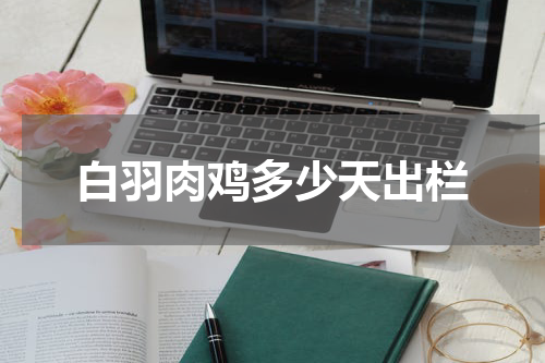 白羽肉鸡多少天出栏