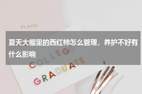 夏天大棚里的西红柿怎么管理，养护不好有什么影响