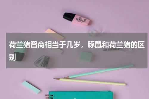 荷兰猪智商相当于几岁，豚鼠和荷兰猪的区别