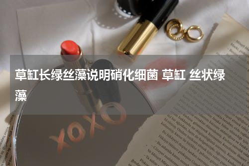 草缸长绿丝藻说明硝化细菌 草缸 丝状绿藻