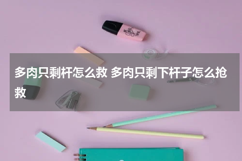 多肉只剩杆怎么救 多肉只剩下杆子怎么抢救
