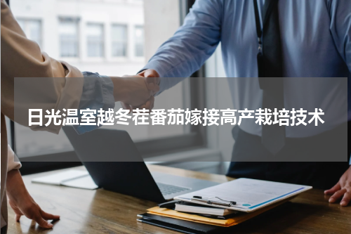 日光温室越冬茬番茄嫁接高产栽培技术