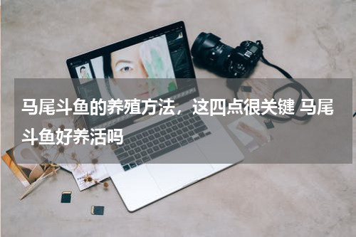 马尾斗鱼的养殖方法，这四点很关键 马尾斗鱼好养活吗