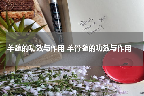 羊髓的功效与作用 羊骨髓的功效与作用