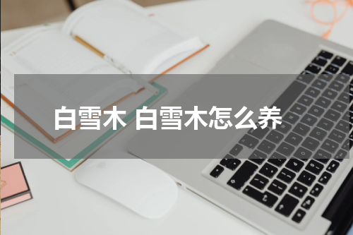 白雪木 白雪木怎么养