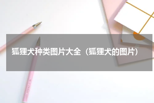 狐狸犬种类图片大全（狐狸犬的图片）