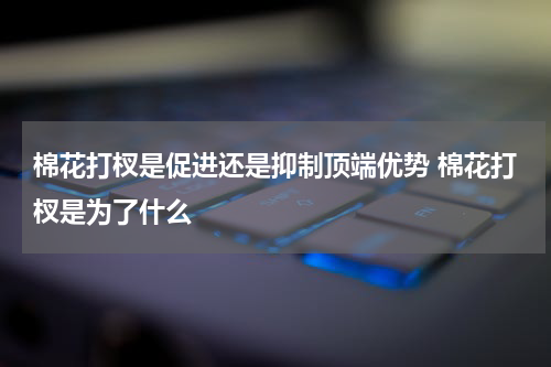 棉花打杈是促进还是抑制顶端优势 棉花打杈是为了什么