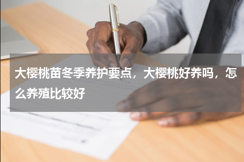大樱桃苗冬季养护要点，大樱桃好养吗，怎么养殖比较好