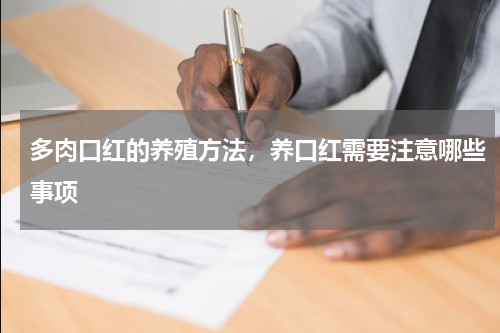 多肉口红的养殖方法，养口红需要注意哪些事项