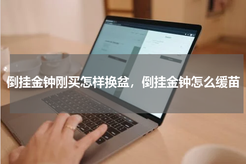 倒挂金钟刚买怎样换盆，倒挂金钟怎么缓苗