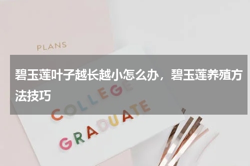 碧玉莲叶子越长越小怎么办，碧玉莲养殖方法技巧
