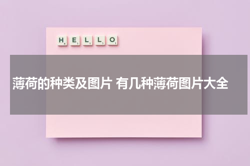 薄荷的种类及图片 有几种薄荷图片大全