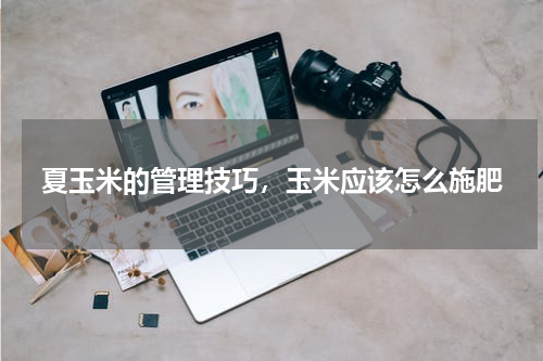 夏玉米的管理技巧，玉米应该怎么施肥