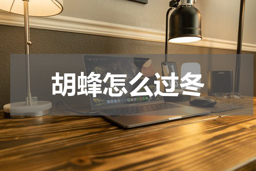 胡蜂怎么过冬