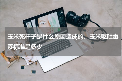 玉米死杆子是什么原因造成的，玉米呕吐毒素标准是多少