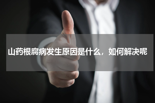 山药根腐病发生原因是什么，如何解决呢
