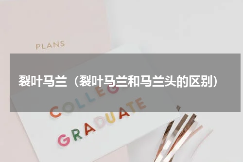 裂叶马兰（裂叶马兰和马兰头的区别）