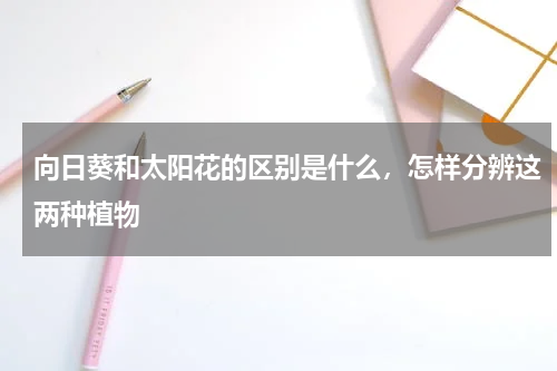 向日葵和太阳花的区别是什么，怎样分辨这两种植物