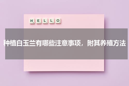 种植白玉兰有哪些注意事项，附其养殖方法