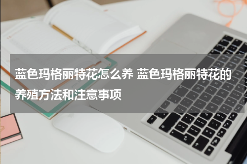 蓝色玛格丽特花怎么养 蓝色玛格丽特花的养殖方法和注意事项