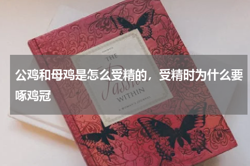 公鸡和母鸡是怎么受精的，受精时为什么要啄鸡冠