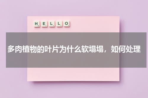 多肉植物的叶片为什么软塌塌，如何处理