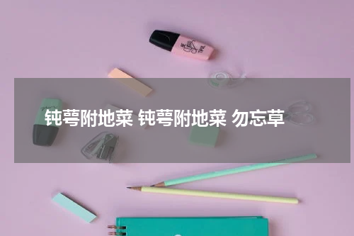 钝萼附地菜 钝萼附地菜 勿忘草
