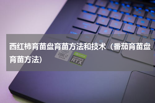 西红柿育苗盘育苗方法和技术（番茄育苗盘育苗方法）