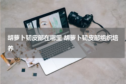 胡萝卜韧皮部在哪里 胡萝卜韧皮部组织培养