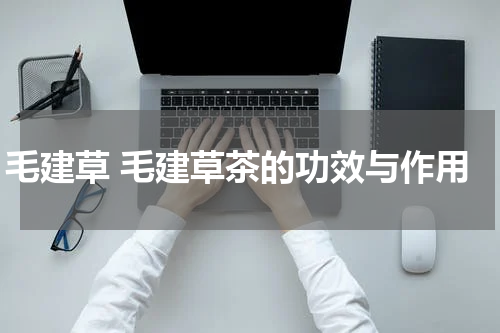 毛建草 毛建草茶的功效与作用