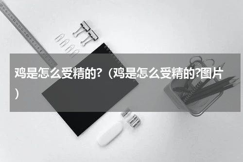 鸡是怎么受精的?（鸡是怎么受精的?图片）