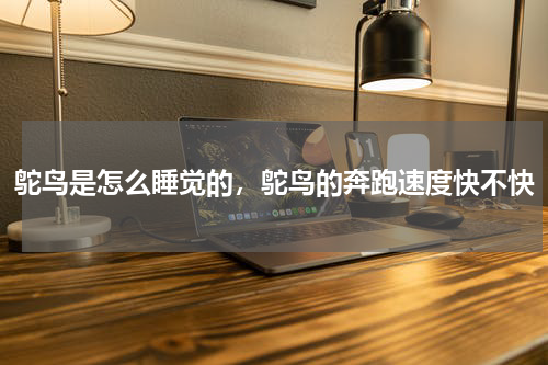 鸵鸟是怎么睡觉的，鸵鸟的奔跑速度快不快