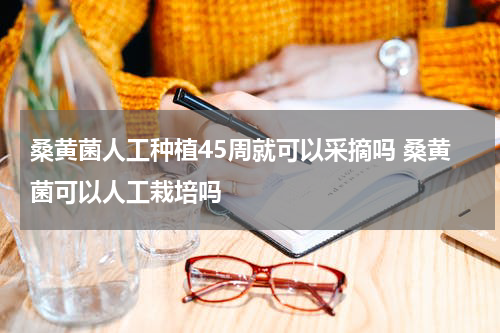 桑黄菌人工种植45周就可以采摘吗 桑黄菌可以人工栽培吗